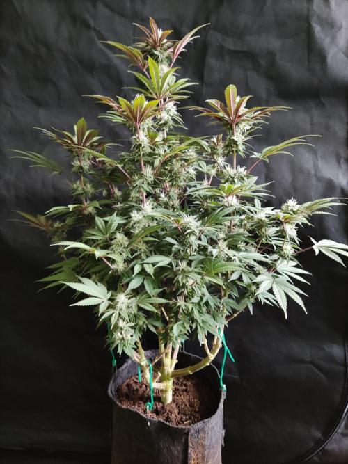 Big Bud. Week 15 - Blüte Tag 35