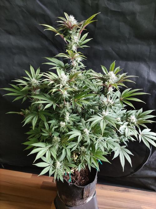 Big Bud. Week 15