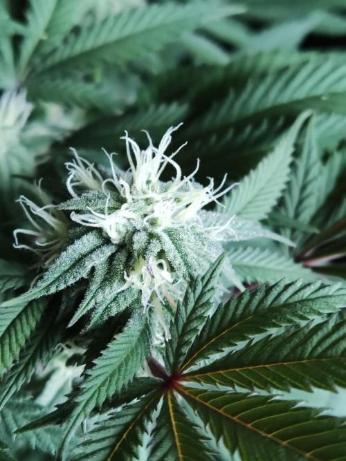 Big Bud. Week 15