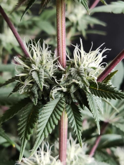 Big Bud. Week 15