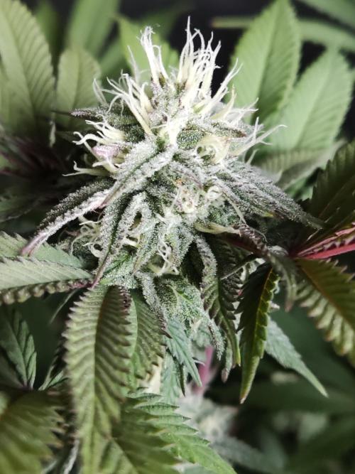 Big Bud. Week 15