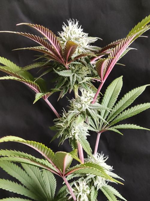 Big Bud. Week 15