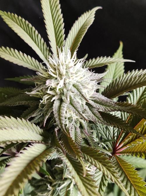 Big Bud. Week 15