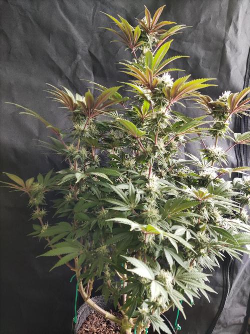Big Bud. Week 15