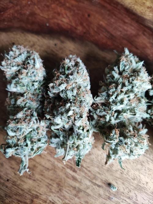 Auto Cinderella Jack. Week 14