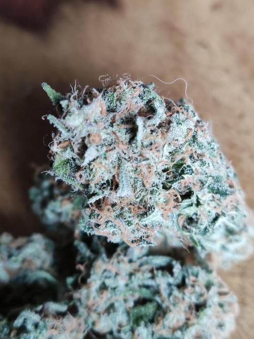 Auto Cinderella Jack. Week 14