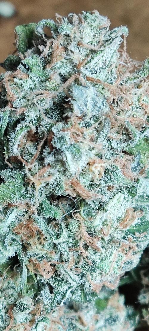 Auto Cinderella Jack. Week 14