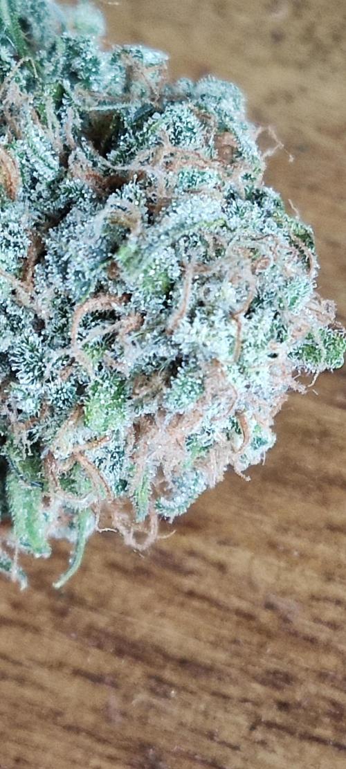 Auto Cinderella Jack. Week 14