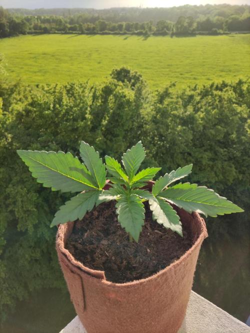 Auto Red Tropicana Cookies. Week 2