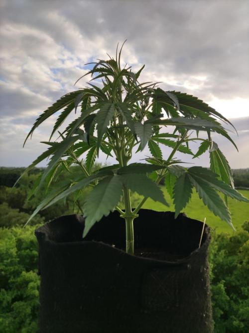 Creamzilla Auto ( In & Outdoor ). Week 4 - Tag 28