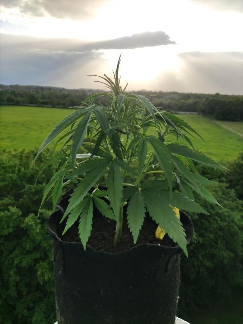 Creamzilla Auto ( In & Outdoor ). Week 4