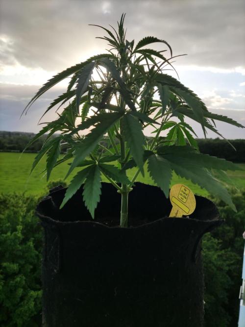 Creamzilla Auto ( In & Outdoor ). Week 4