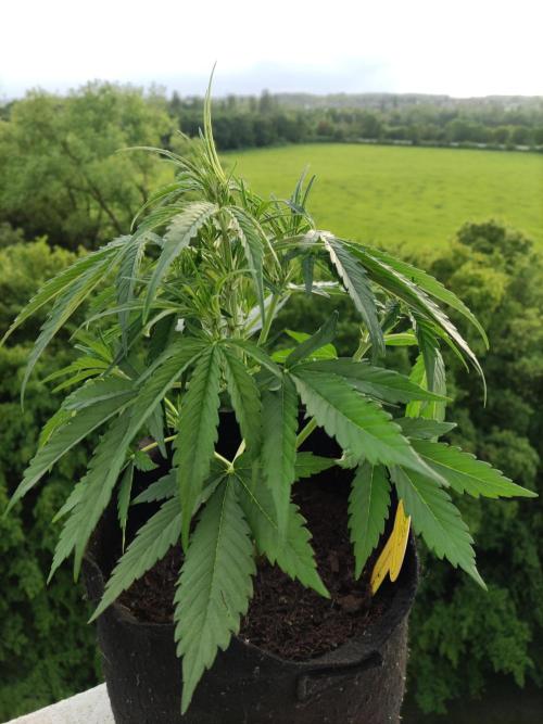 Creamzilla Auto ( In & Outdoor ). Week 4