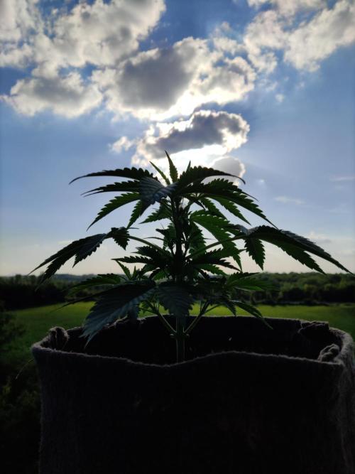 Auto Moon Rock ( In & Outdoor ). Week 4 - Tag 28 