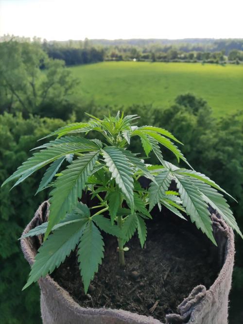 Auto Moon Rock ( In & Outdoor ). Week 4