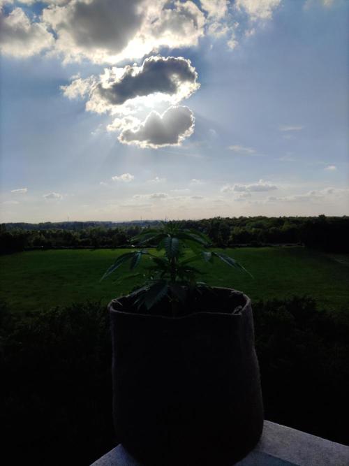Auto Moon Rock ( In & Outdoor ). Week 4