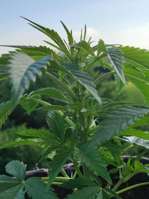 Auto Moon Rock ( In & Outdoor ). Week 4