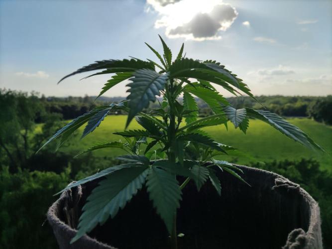 Auto Moon Rock ( In & Outdoor ). Week 4