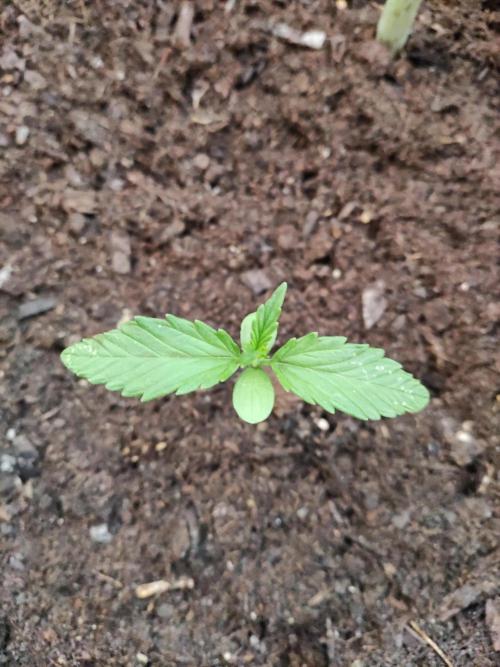 Ghost Train Haze Auto. Week 1 - Tag 7
