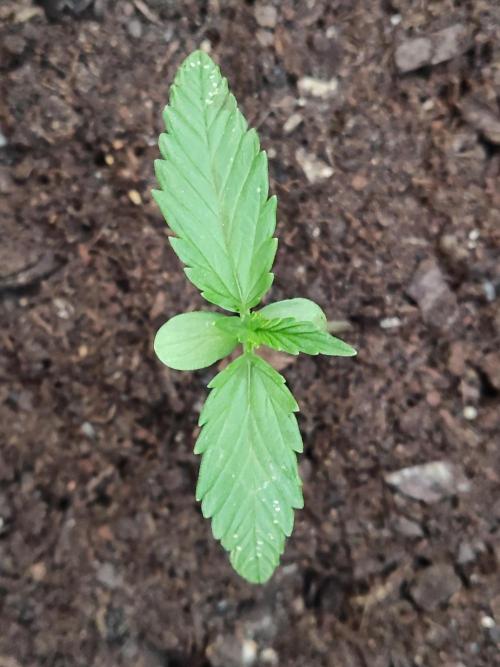 Ghost Train Haze Auto. Week 1