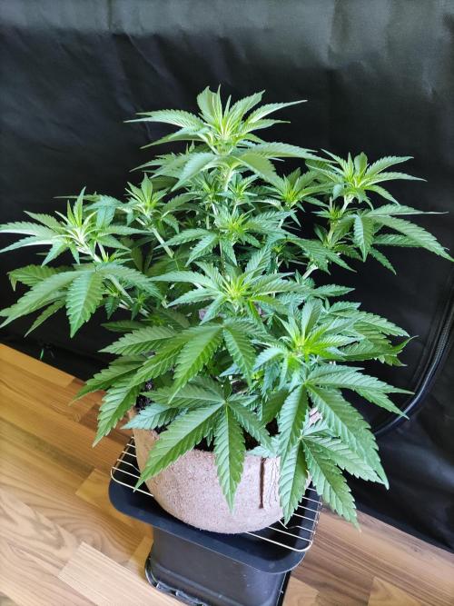 Power Plant. Week 5