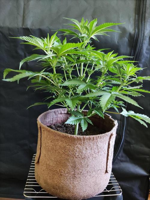 Power Plant. Week 5