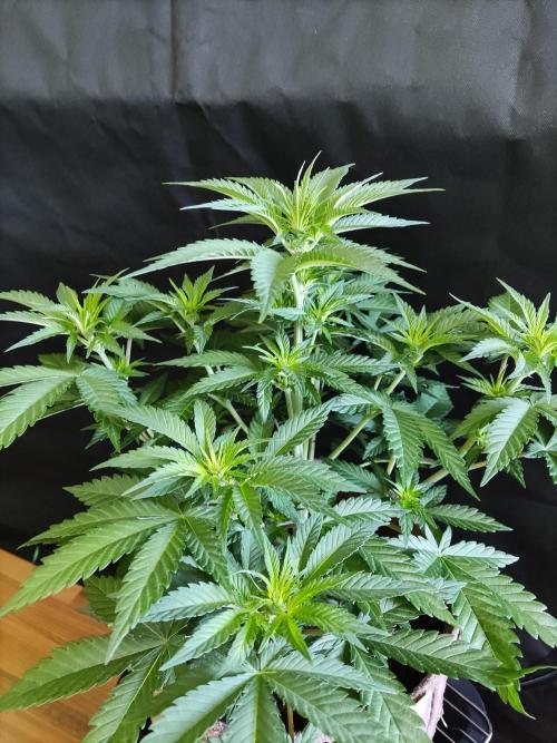 Power Plant. Week 5