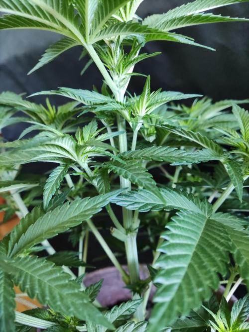 Power Plant. Week 5