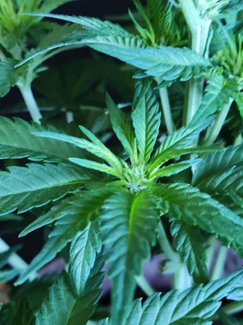 Power Plant. Week 5