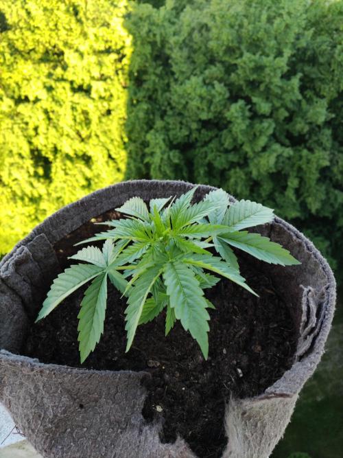 Auto Creeper. Week 3