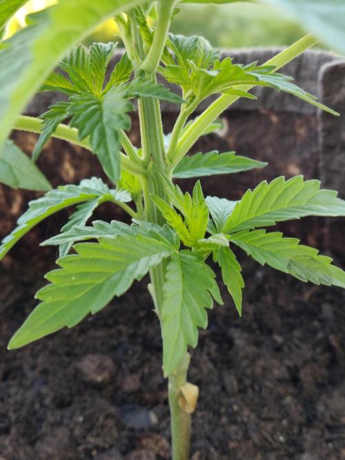 Auto Creeper. Week 3