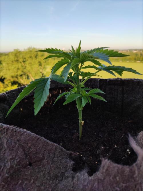 Auto Creeper. Week 3