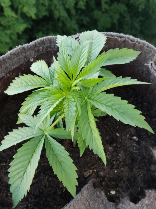 Auto Creeper. Week 3