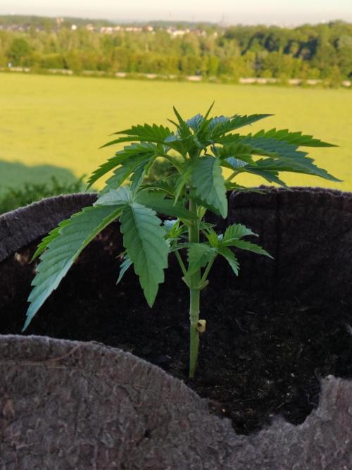 Auto Creeper. Week 3
