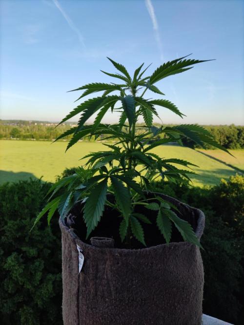 Auto Moon Rock ( In & Outdoor ). Week 5 - Tag 35