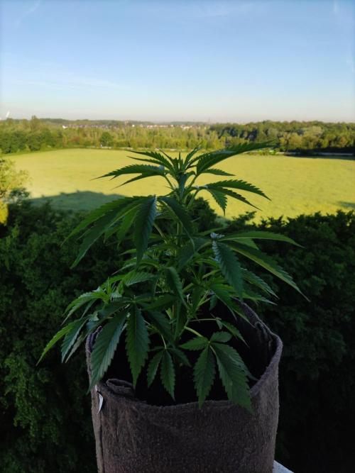 Auto Moon Rock ( In & Outdoor ). Week 5