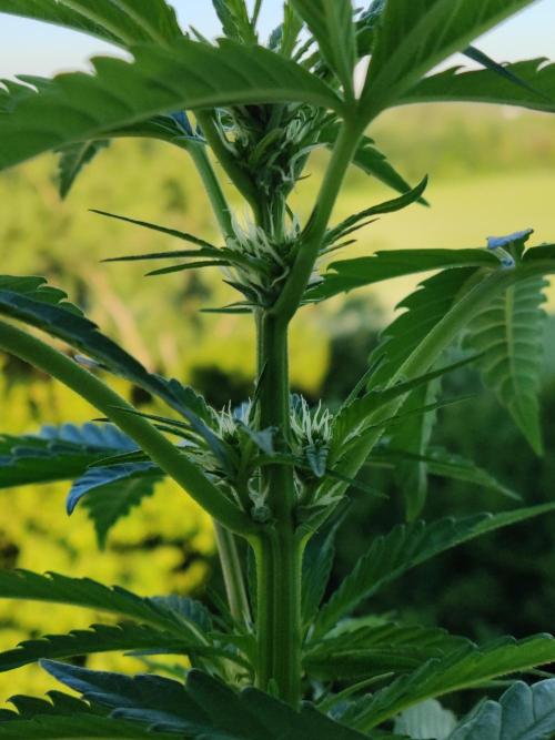 Auto Moon Rock ( In & Outdoor ). Week 5
