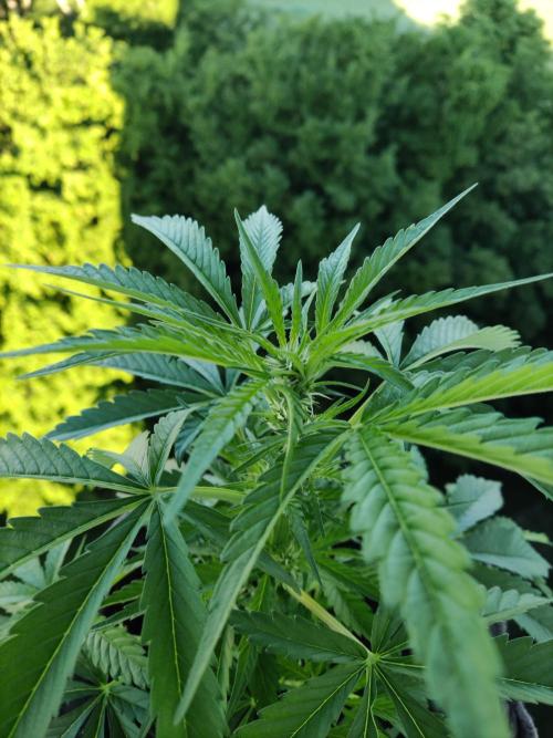 Auto Moon Rock ( In & Outdoor ). Week 5