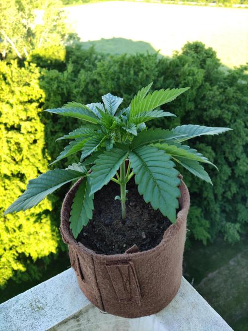 Auto Red Tropicana Cookies. Week 3