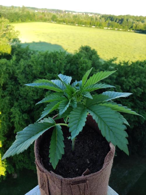 Auto Red Tropicana Cookies. Week 3