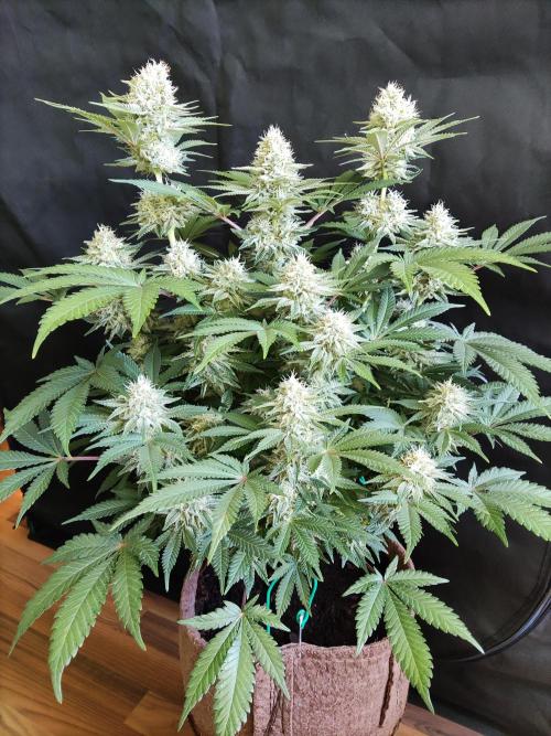 Unicorn Wagyu. Week 11