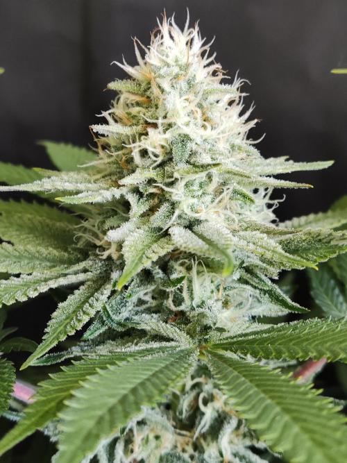 Unicorn Wagyu. Week 11