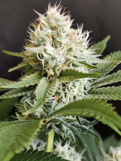 Unicorn Wagyu. Week 11