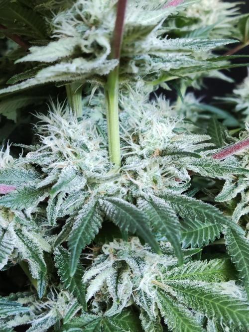 Unicorn Wagyu. Week 11