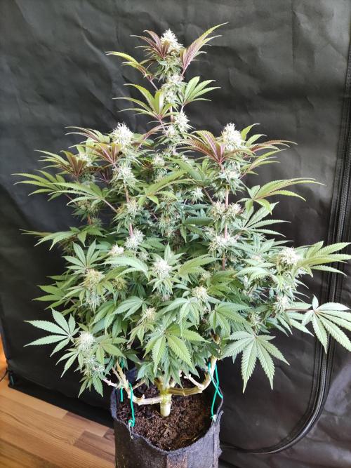 Big Bud. Week 16 - Blüte Tag 42