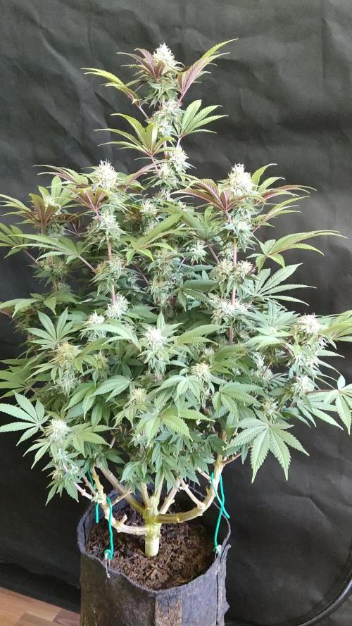 Big Bud