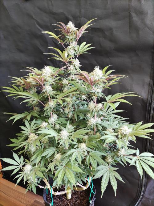 Big Bud. Week 16