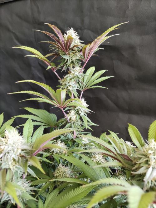 Big Bud. Week 16