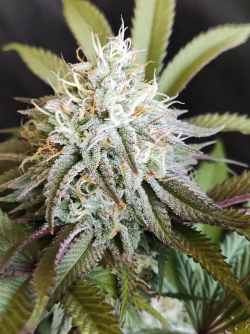 Big Bud. Week 16