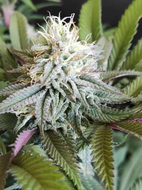 Big Bud. Week 16